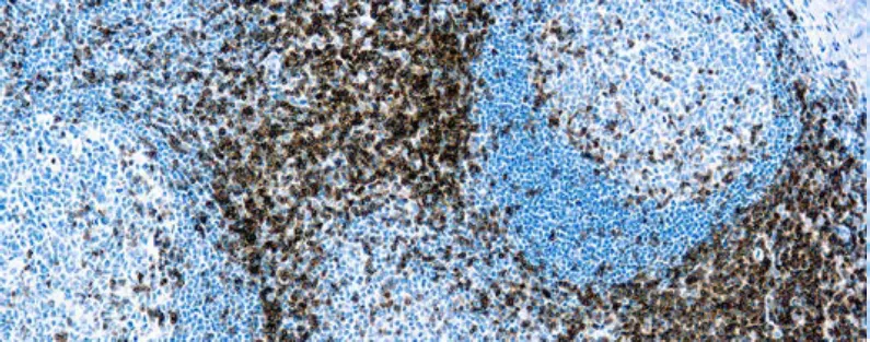 CD3 (LN10)