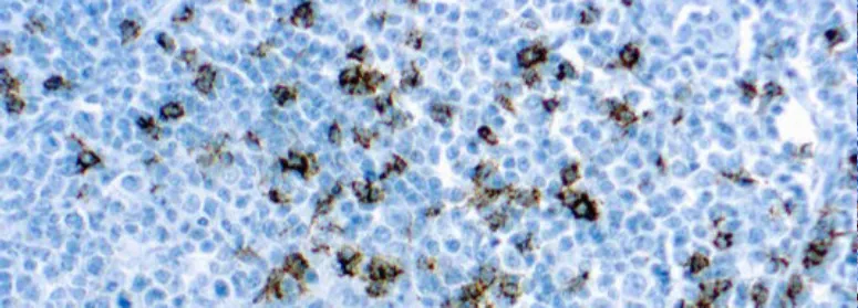 CD8 (SP16)