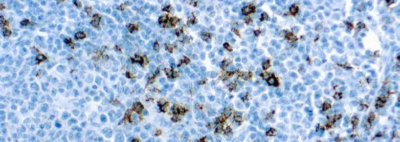 CD8, T Cell