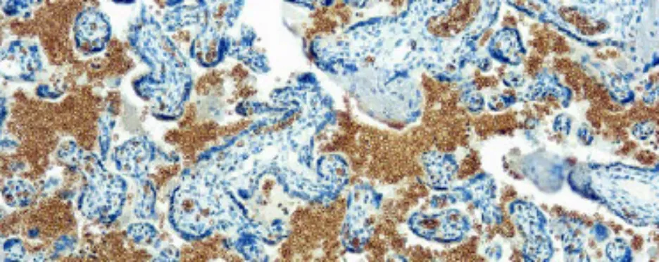 Glycophorin A